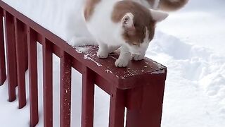 jump in the snow