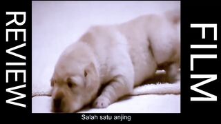 Movie review about Dogs