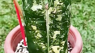 Exotic Variegated Philodendron Billietiae Plant 2022