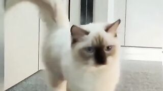 Compilation funniest cat videos 2023 part 5