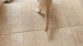 prodigy cat