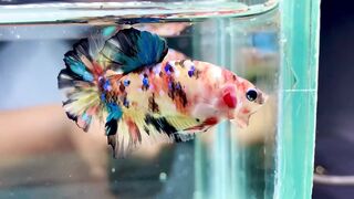 Betta fish multi colour