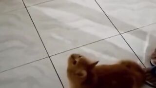 Compilation funniest cat videos 2023 part 6