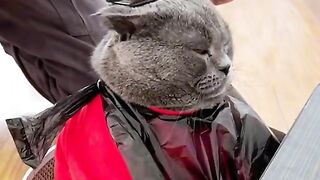 Fanny cat