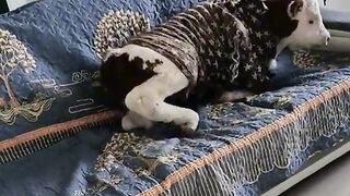 Fanny animals