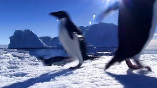 Adelie Penguin Slaps Giant Emperor Chick!
