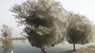 Увидели Такое Дерево Бегите, Глупцы.