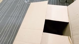 Как приручить дикого котёнка Мама кошка бросила