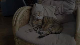 Признаки того, что кошка вас любит