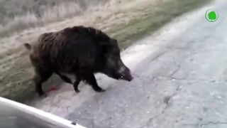 Что нельзя делать при встрече с Волком и Диким Кабаном
