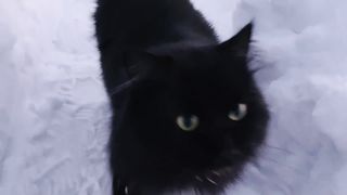 Возвращение Бегемота, после кошачьих дел