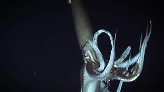 ГРИНДА - загадочный и умный ЧЕРНЫЙ ДЕЛЬФИН, который гоняется даже за КОСАТКАМИ