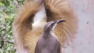 Dancing Birds