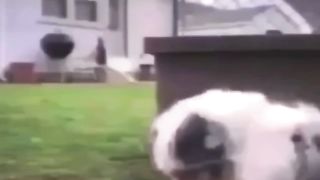 First dog to smoke