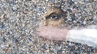 Amazing art. A portrait made of pebbles. Justine Bateman.
