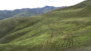 Аляска. Охота гризли на карибу.