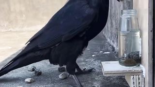 ماشاء الله