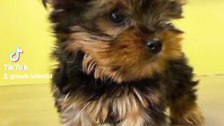 Affordable puppies available for sale