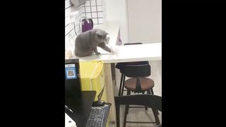 Funny animal video compilation