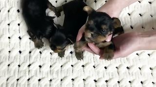 Cute puppies