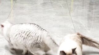 kitten cats got same talent