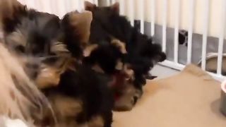 Yorkie puppies lovers
