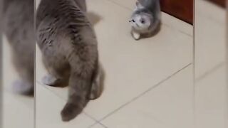Collection of funny videos of cats and dogs - funny pet videos