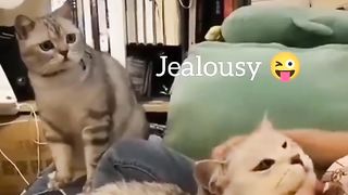 Collection of funny videos of cats and dogs - funny pet videos Part 2