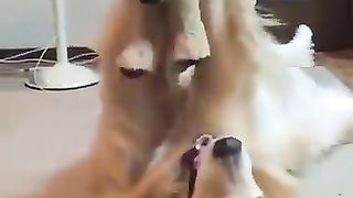 Dog playing strangely with stuffed animals