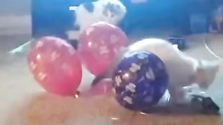 Collection of funny videos of cats and dogs - funny pet videos Part 3