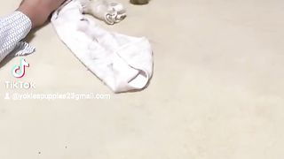 Puppies lovers