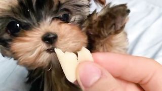 Puppies for sale ????‍????