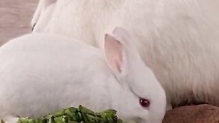 My white rabbit