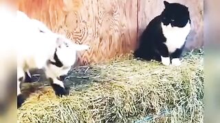 Collection of funny videos of cats and dogs - funny pet videos Part 5