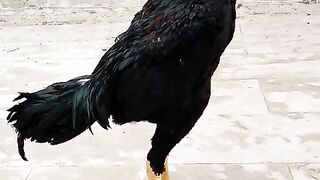 Black is also beautiful