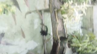 Kolam ikan hias