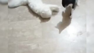 Collection of funny videos of cats and dogs - funny pet videos Part 6
