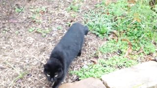 A Very Talkative Friendly Black Cat