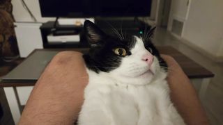 belly massage means bite human