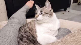 Cat logic I sit on you, but you cannot pet me