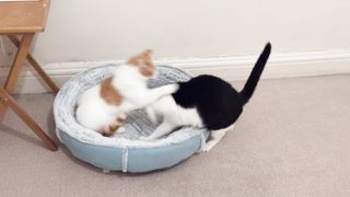 Cats Slapping Each Other.