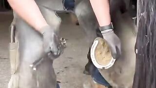 My video has 137.2 million views on TikTok   #asmr #farrier #satisfying #tiktok #oddlysatisfying