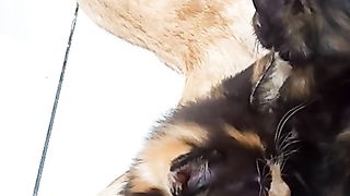 Funny cat