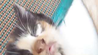 Kitten heels