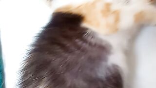 Funny cat