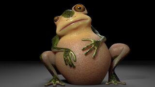 Frogs are tearing their bellies