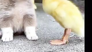 Cute Dog