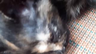 Funny cat