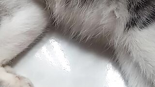 Funny cat 1