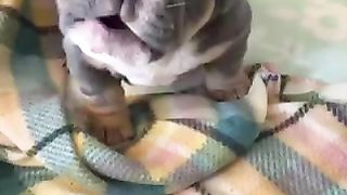 Cut Dog